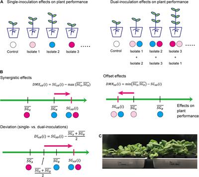 Synergistic and Offset Effects of Fungal Species Combinations on Plant Performance